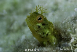 Golden Goby
Living in a Great Star coral. by Carl Lam 